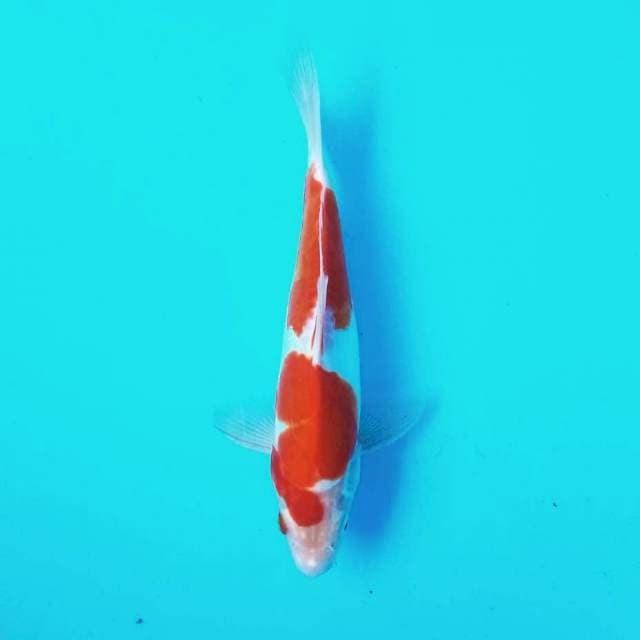 6. Doitsu Kohaku || 26 cm