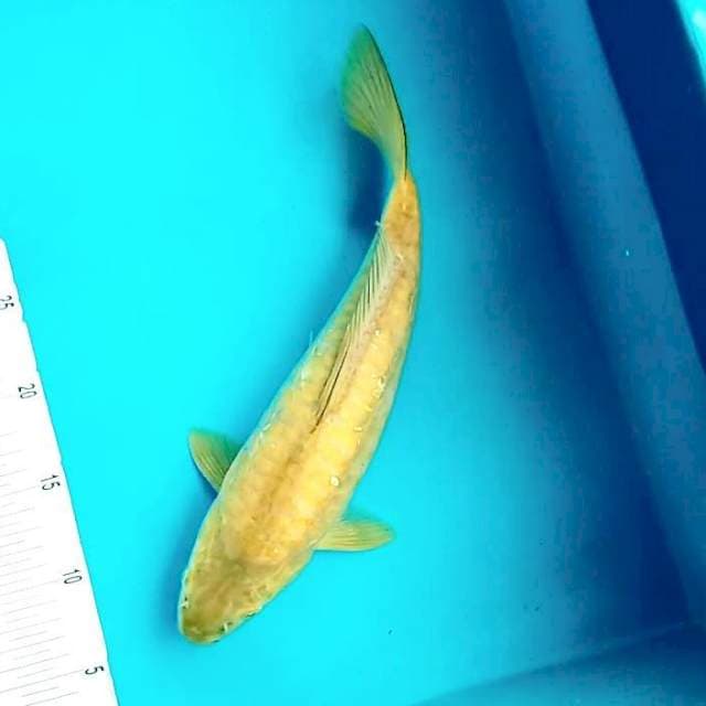 10. Chagoi Aragoke || 34 cm