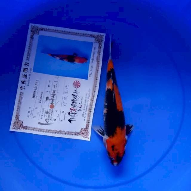 Showa import isa farm