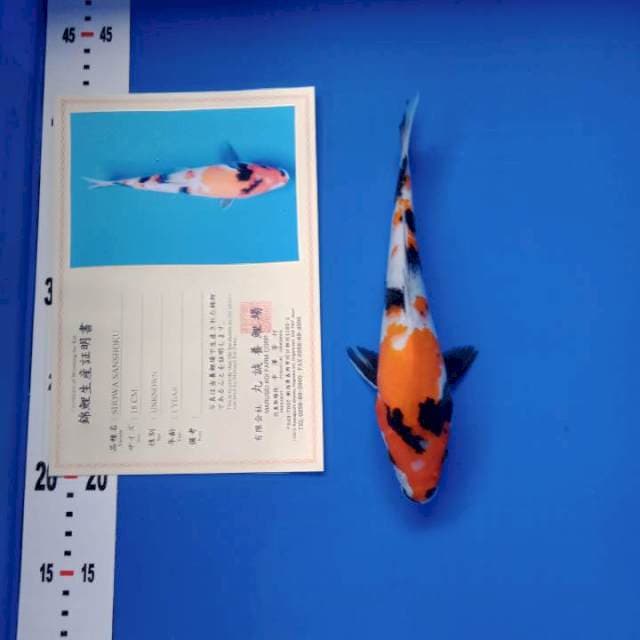 Showa import dan serty