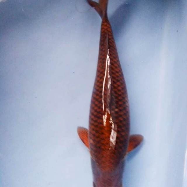 Chagoi tembaga