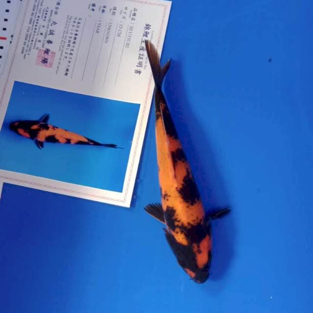 Hi utsuri import serty
