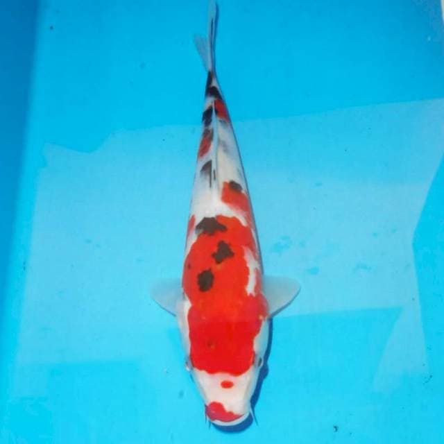 Sanke 26 cm