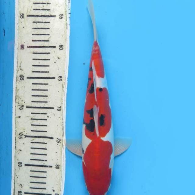 33cm , Red Sanke Doitsu Mulus