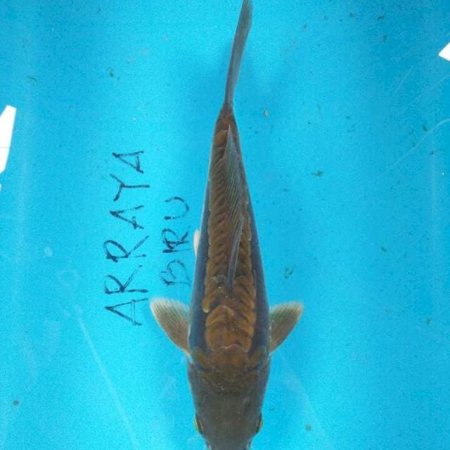 Caghoi Arragoke
