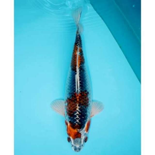 KUJAKU 33 CM FEMALE