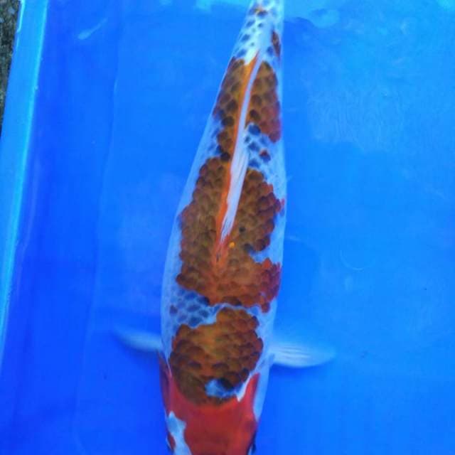 Goshiki 42cm