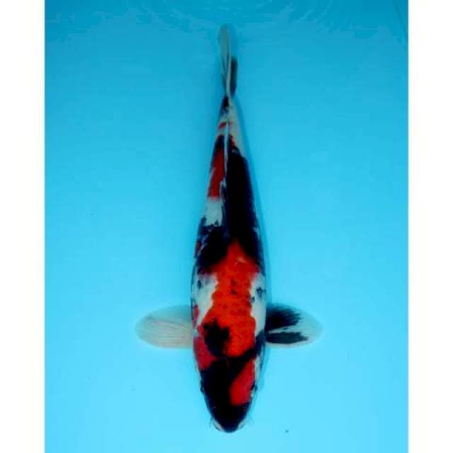 SHOWA SANSHOKU 33 CM MALE