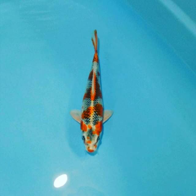 Kujaku 29cm male