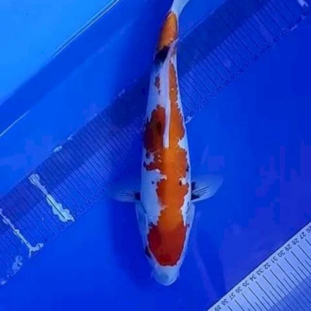 Sanke 34cm