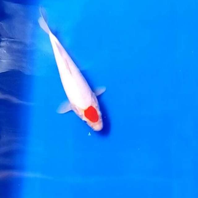Tancho