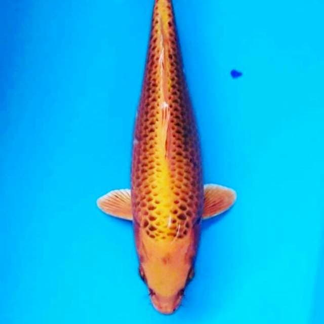 Madtsuba 34cm fm