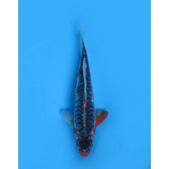 Kawarimono Langka , 33cm
