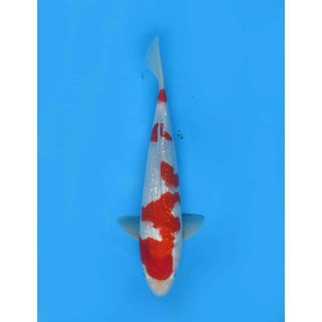 Kohaku Full Ginrin, 46cm
