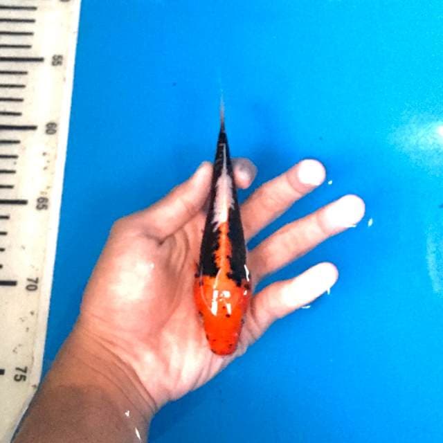 Baby Benikumonryu 15cm