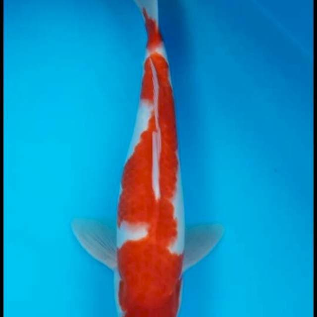 Kohaku 31cm