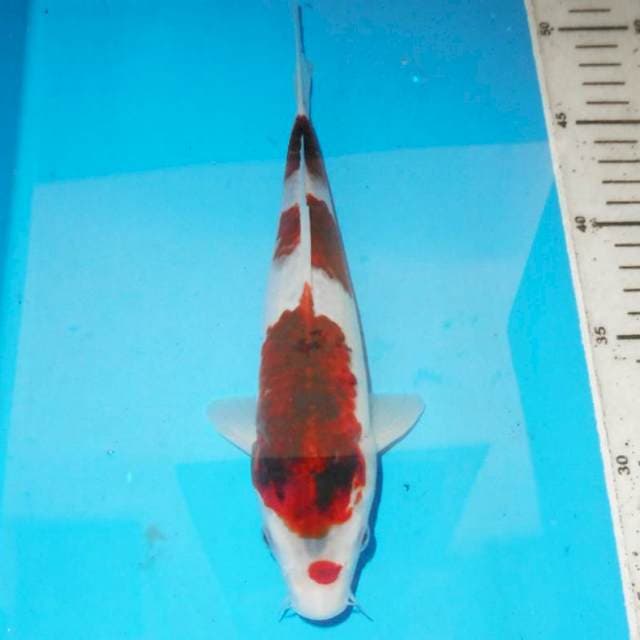 25CM KOROMO 3STEP