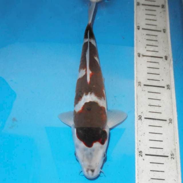28CM BUDO KOROMO