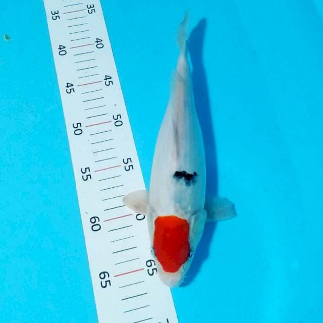 Tancho sanke 27 cm fm