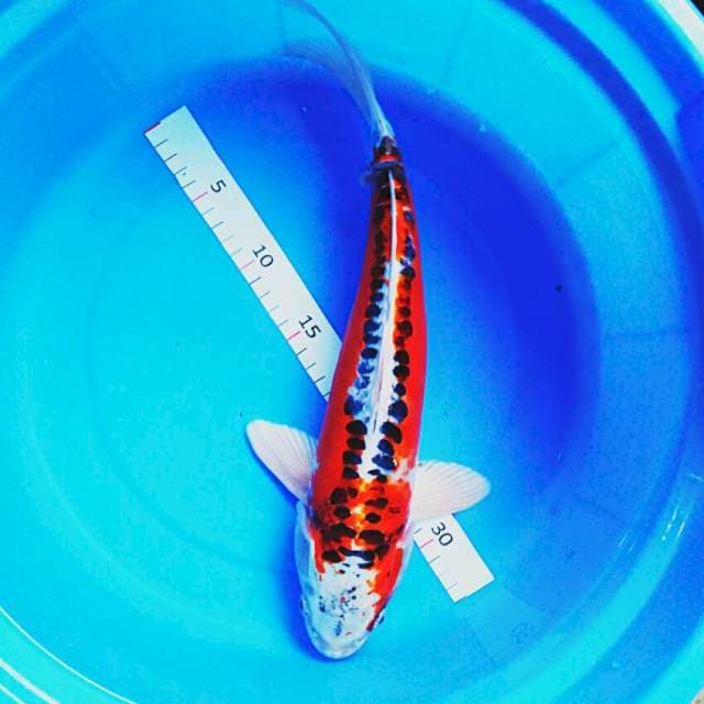 Kujaku doit 38cm male
