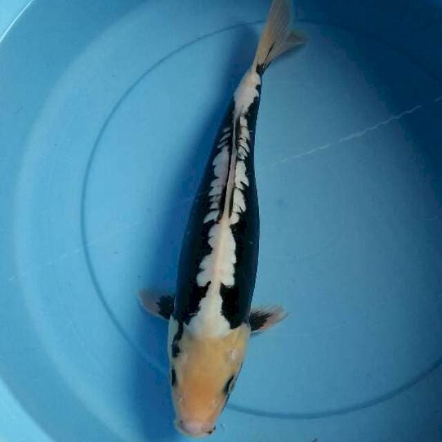 Kumon ruyu 35 cm
