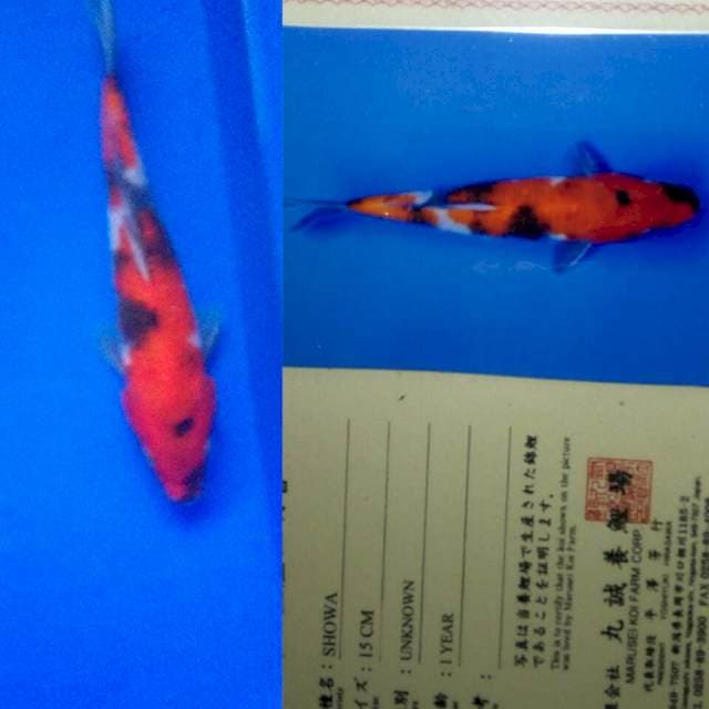 Showa import marusei