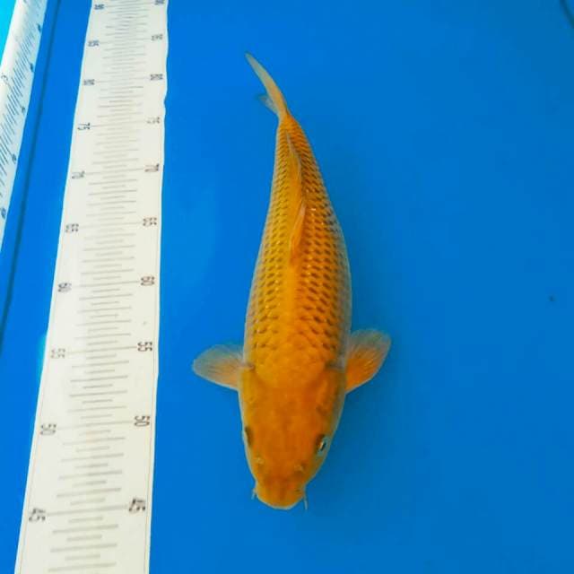 Chagoi 35cm