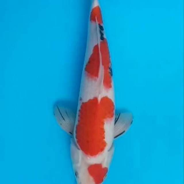 Sanke 33 cm