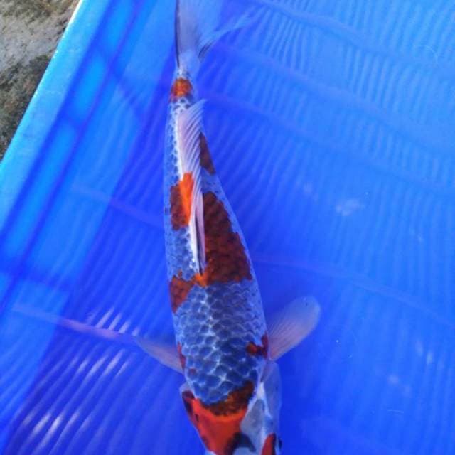 Goshiki male