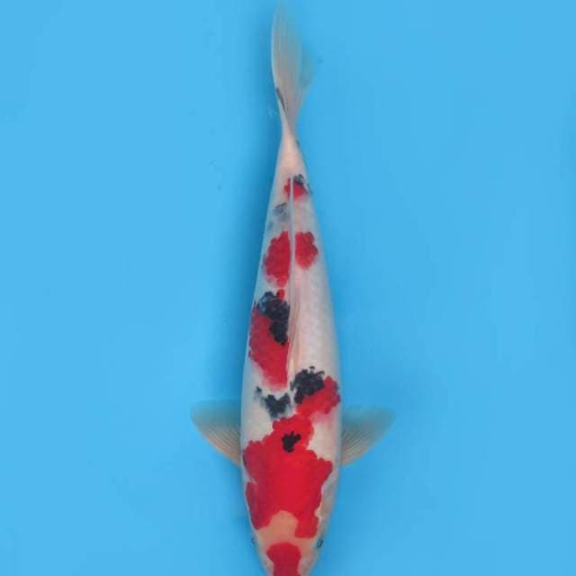 30cm , Red Taisho Sanke HQ