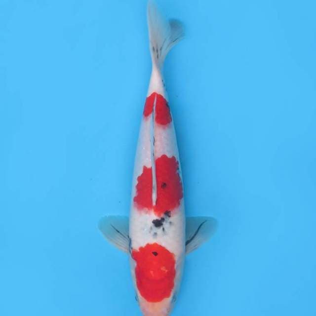 25cm , Prospek - Red Sandan Taisho Sanke