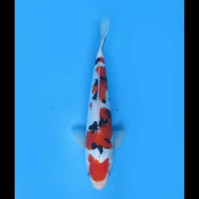 Yondan Sanke Doitsu Original - 27cm