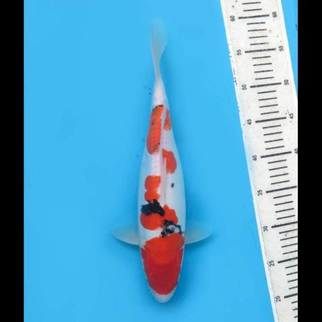 Sanke Doitsu Ori Pola - 35cm