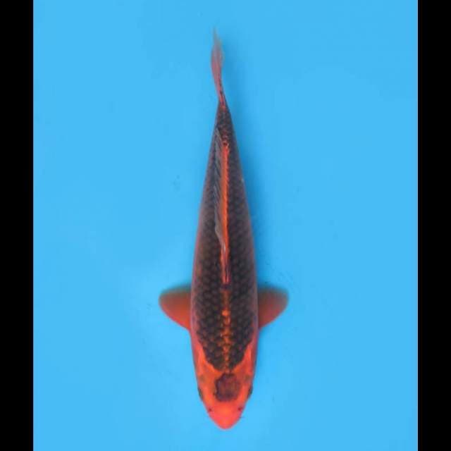 Maruten Aka Matsuba - 35cm