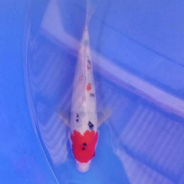 Tancho sanke 22 cm