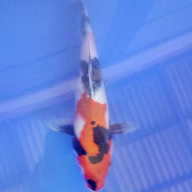 Showa 23 cm