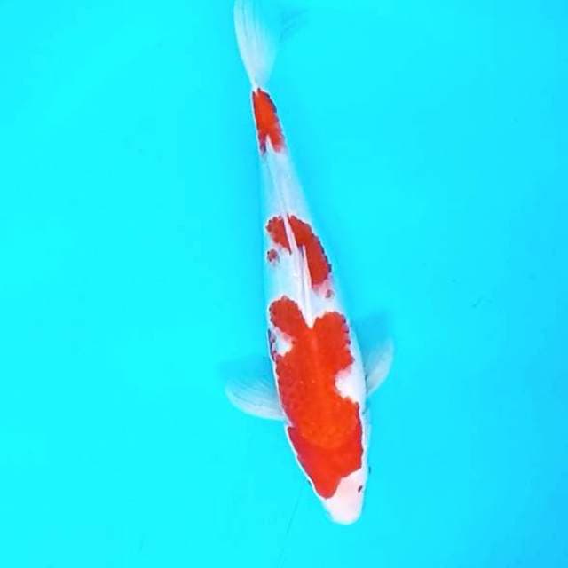 1. 33cm Kohaku Mantap