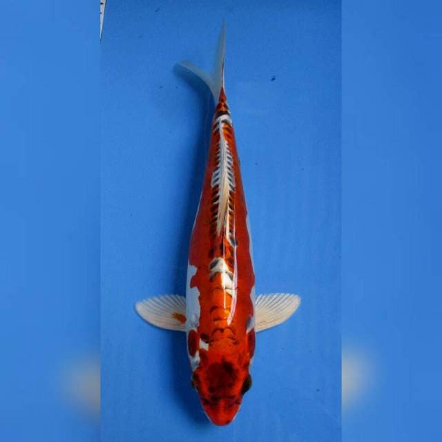 KUJAKU DOITSU 31CM