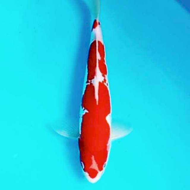 5. 30cm Doitsu Kohaku Merah Merona