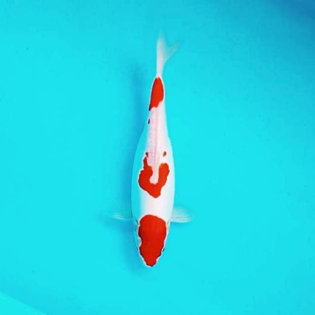 9. 29cm Doitsu Kohaku Murni