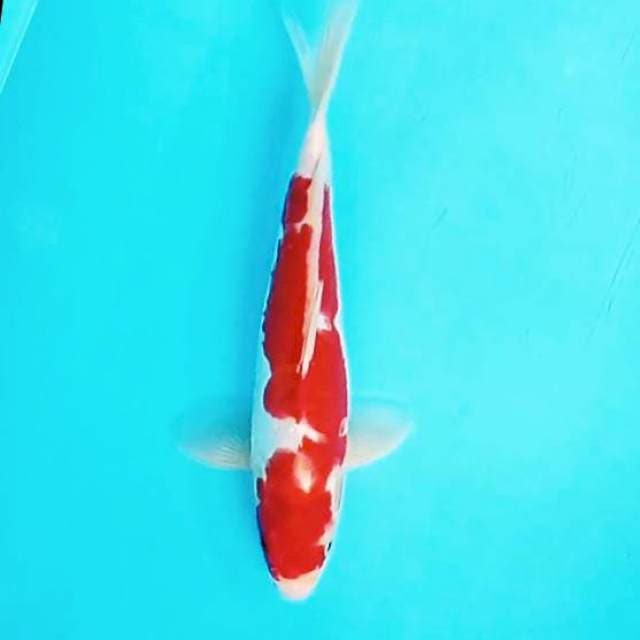10. 28cm Doitsu Kohaku Hard