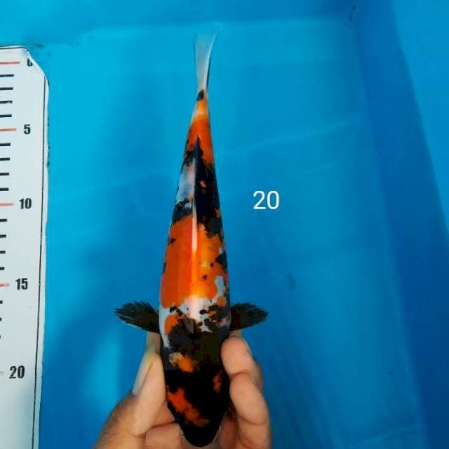 Showa 20 cm doitsu