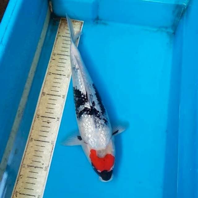 Tancho showa ginrin 34cm