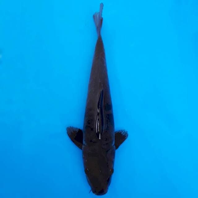 Okawa black jet ochiba 37cm