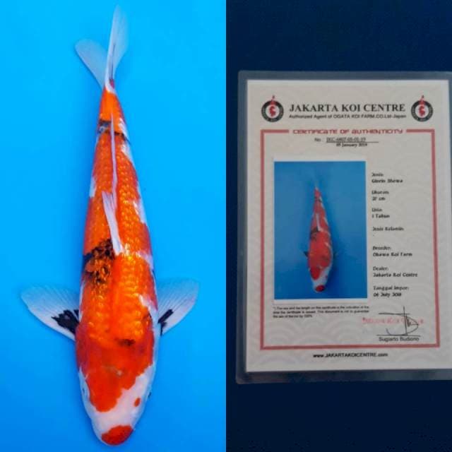 Okawa ginrin showa 36cm sertifikat
