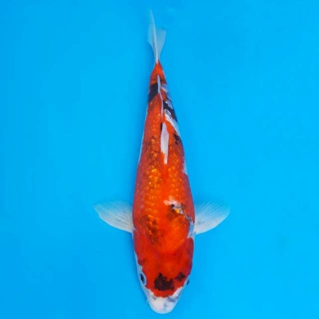 Okawa ginrin showa 35cm
