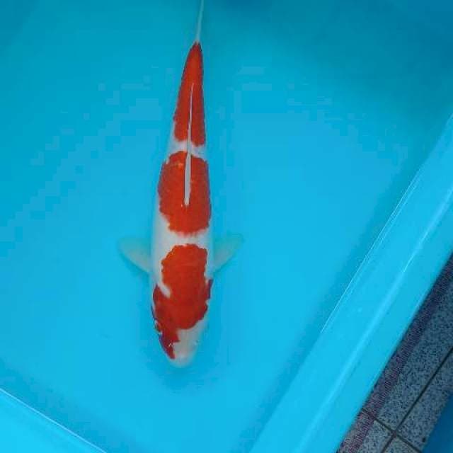 KOHAKU 28 CM