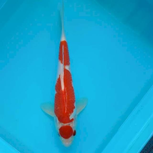 MARUTEN KOHAKU 28 CM