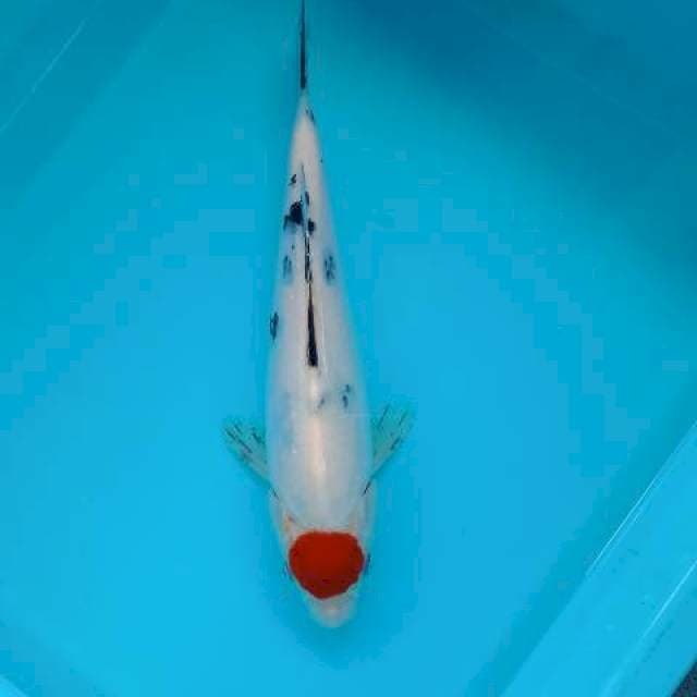 TANCHO SANKE TATEGOI 28 CM