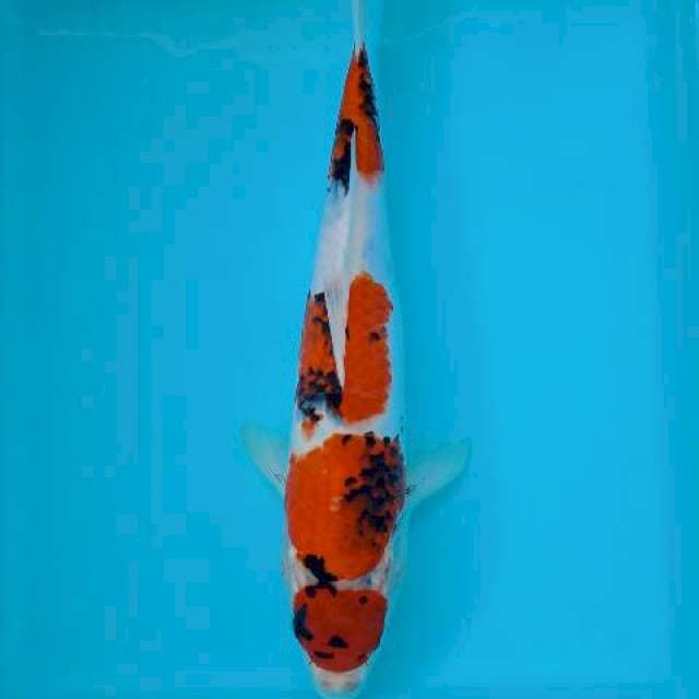 MARUTEN SHOWA 34 CM